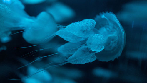 Close-up of jellyfish in sea