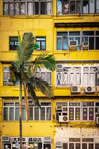 A palm tree against yellow block, mong kok