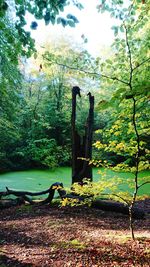 Birds in a forest