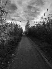 Road amidst plants against sky