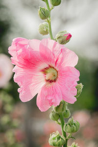 Close-up of pink flower blooming outdoors