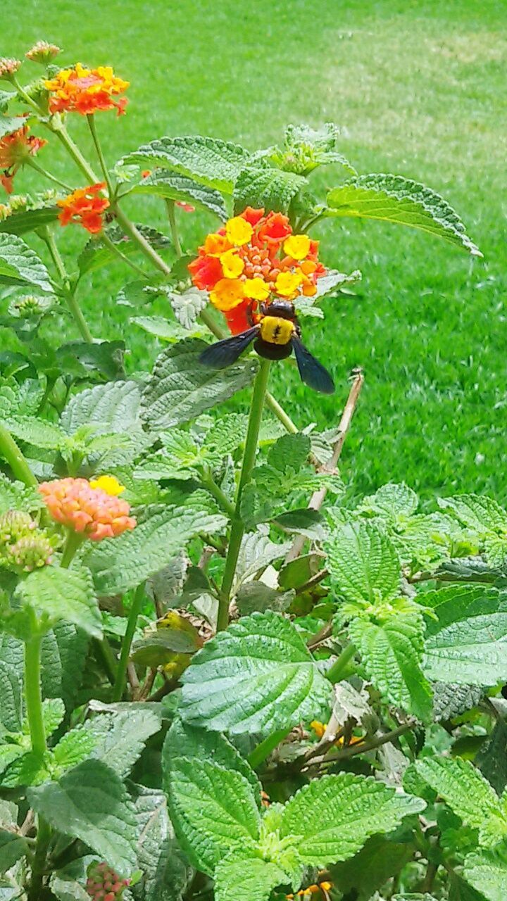 YELLOW FLOWERS GROWING IN PARK