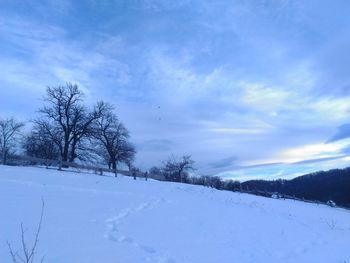 Bare trees against sky during winter