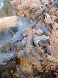 Close-up of frost on plant