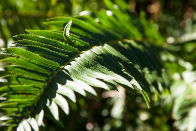 Close-up of green leaves