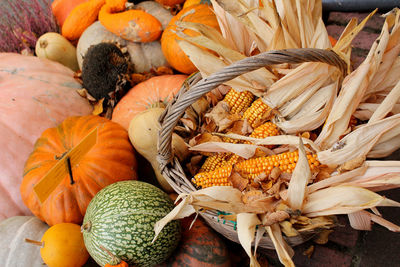 Different types of pumpkins and squashes with shining colours  and interesting shapes 