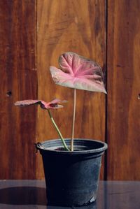 Close-up of flower pot on table