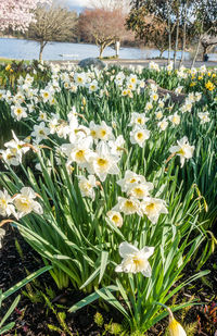 Close-up of yellow flowers blooming outdoors