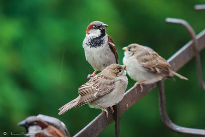 Bird perching on railing
