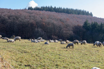 Sheep grazing in a field