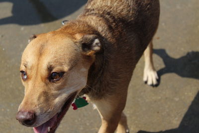 Close-up of dog