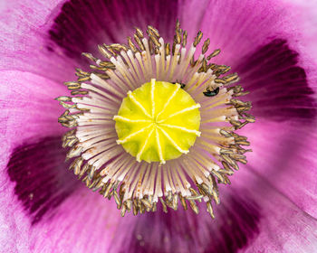 Extreme close-up of pink flower