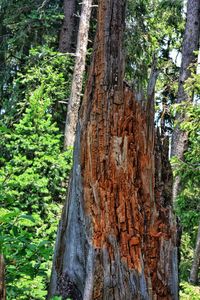 View of tree trunk in forest