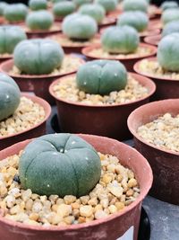 Full frame shot of succulent plants