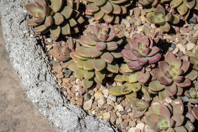 High angle view of succulent plant on rock