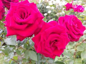 Close-up of pink rose