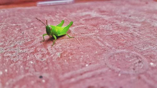 High angle view of insect on leaf