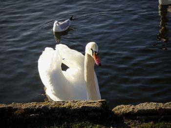 Swan in lake