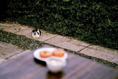 High angle view of cat on footpath