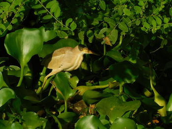 Close-up of bird perching on a plant