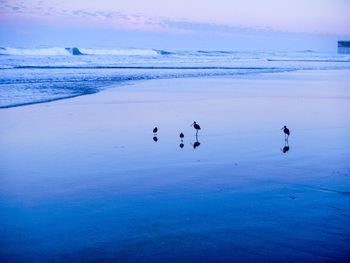 Silhouette birds swimming in sea against sky during sunset