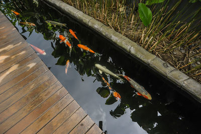 High angle view of koi carps in lake