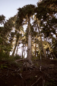 Low angle view of trees in forest