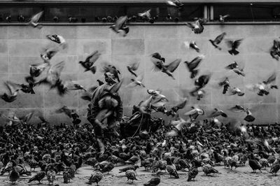 Birds on railing