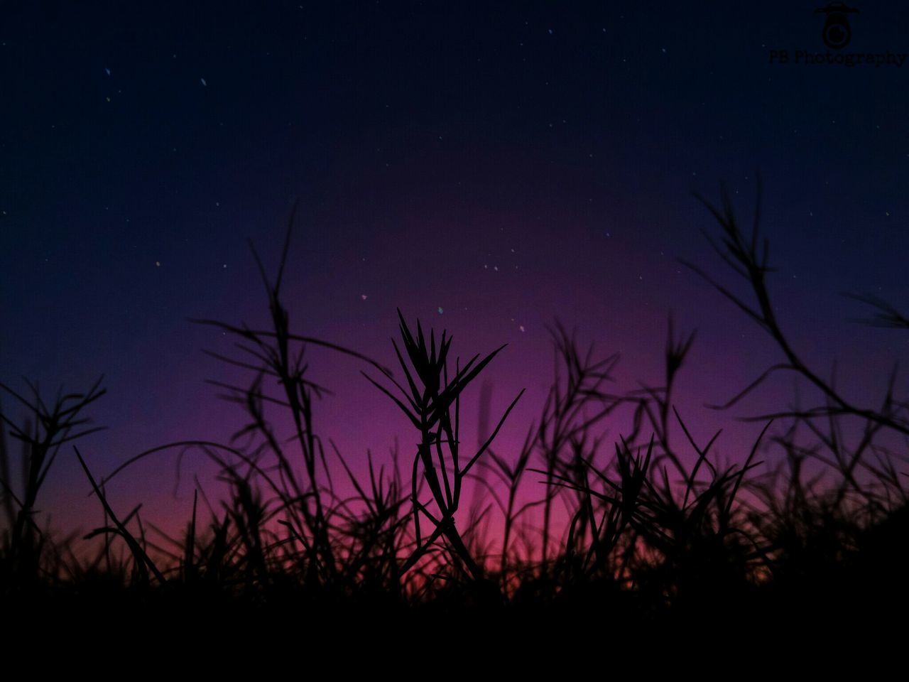 Tail grass