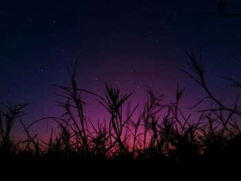 Low angle view of trees against sky at night