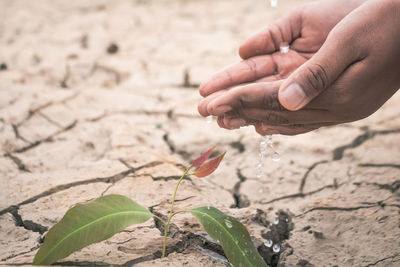 Low section of man watering plant on barren field