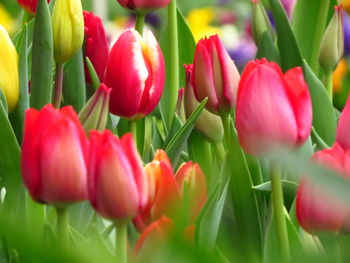 Close-up of red tulips