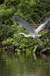 View of bird flying over lake