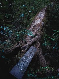 High angle view of tree trunk in forest