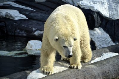 Polar bear on log over river during winter