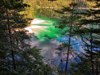 High angle view of trees by lake in forest