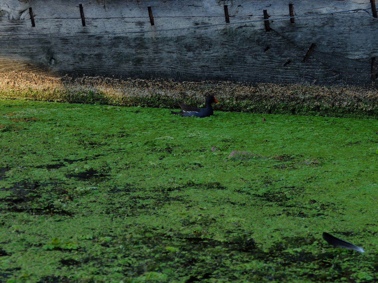 SCENIC VIEW OF GRASS FIELD