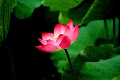 Close-up of pink lotus water lily blooming outdoors