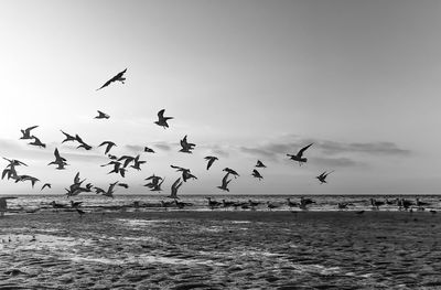 Seagulls flying over sea against clear sky