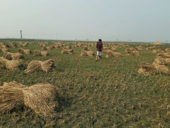 Rear view of men on field against sky, agriculture,paddy field,