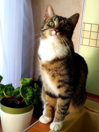 Portrait of cat sitting by window at home