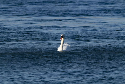 Swan swimming in sea