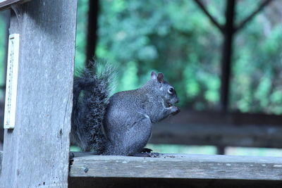 Close-up of squirrel on wooden railing