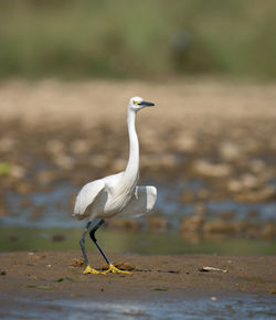 Close-up of bird standing at lakeshore