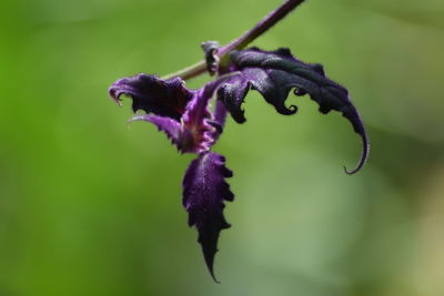 Close-up of purple flowering plant