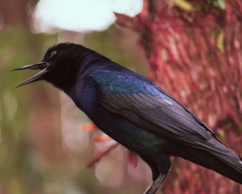 Close-up of bird perching on a tree