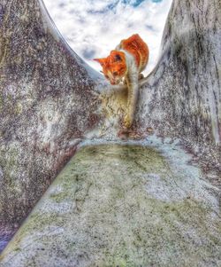 High angle view portrait of a cat