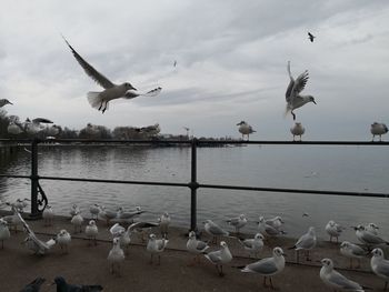 Seagulls flying over sea against sky