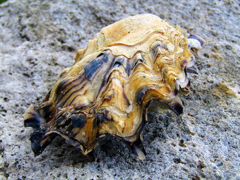 Close-up of crab on sand at beach