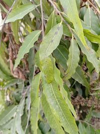Close-up of insect on leaves
